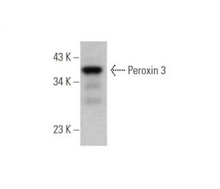 Peroxin 3 Antibody (B-6) - Western Blotting - Image 344270