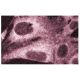 Peroxin 5 Antibody (50) - Immunofluorescence - Image 60530 