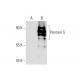 Peroxin 5 Antibody (50) - Western Blotting - Image 131561
