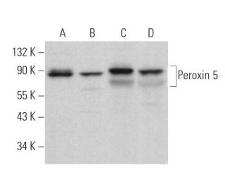 Peroxin 5 Antibody (B-3) - Western Blotting - Image 371601 
