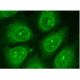 Peroxin 5 Antibody (B-9) - Immunofluorescence - Image 145470 