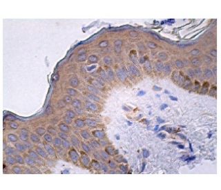 Peroxin 5 Antibody (B-9) - Immunohistochemistry - Image 161079 