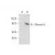 Peroxin 5 Antibody (B-9) - Western Blotting - Image 147447
