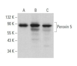 Peroxin 5 Antibody (E-8) - Western Blotting - Image 371602 