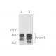 Peroxin 5 Antibody (F-9) - Western Blotting - Image 58165 
