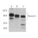 Peroxin 5 Antibody (F-9) - Western Blotting - Image 367578 