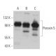 Peroxin 5 Antibody (F-9) - Western Blotting - Image 367581