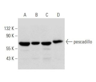 pescadillo Antibody (G-11) - Western Blotting - Image 344517 