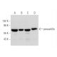 pescadillo Antibody (G-11) - Western Blotting - Image 344517 