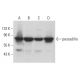 pescadillo Antibody (G-11) - Western Blotting - Image 376357 