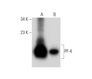 PF-4 Antibody (D-7) - Western Blotting - Image 311977