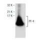 PF-4 Antibody (G-7) - Western Blotting - Image 150876