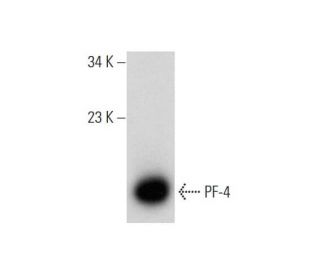 PF-4 Antibody (G-7) - Western Blotting - Image 311976 