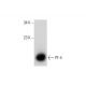 PF-4 Antibody (G-7) - Western Blotting - Image 311976 