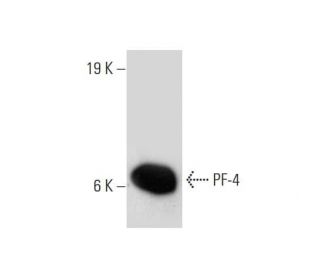 PF-4 Antibody (PF63.1) - Western Blotting - Image 144578