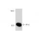 PF-4 Antibody (PF63.1) - Western Blotting - Image 144578