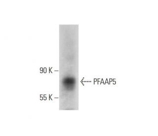 PFAAP5 Antibody (F-2) - Western Blotting - Image 324789 