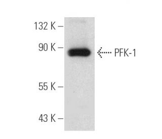 PFK-1 Antibody (E-4) - Western Blotting - Image 389381Each CRISPR/Cas9 Knockout (KO) Plasmid product consists of a pool of 3 plasmids designed to ensure identification and cleavage of a specific gene for maximum knockout efficiency. Each plasmid encodes a unique 20 nt sequence derived from the GeCKO (v2) library.