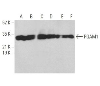 PGAM1 Antibody (6) - Western Blotting - Image 372926 