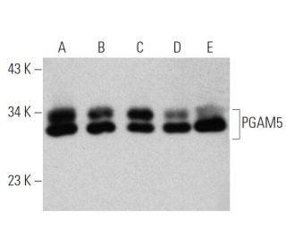 PGAM5 Antibody (A-3) - Western Blotting - Image 370781