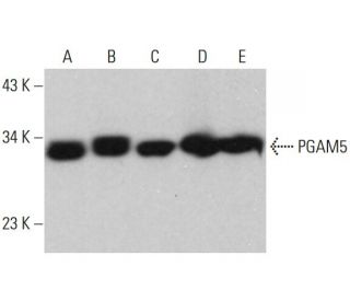 PGAM5 Antibody (A-3) - Western Blotting - Image 380407