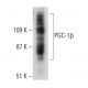 PGC-1β Antibody (6C3F6) - Western Blotting - Image 384222