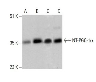 PGC1a Antibody (D-5) - Western Blotting - Image 386599 