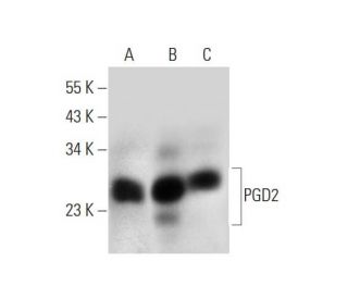 PGD2 synthase Antibody (C-8) - Western Blotting - Image 333397 