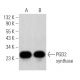 PGD2 synthase Antibody (C-8) - Western Blotting - Image 363772