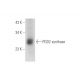 PGD2 synthase Antibody (H-10) - Western Blotting - Image 333460