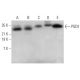 PGD2 synthase Antibody (H-10) - Western Blotting - Image 371053 