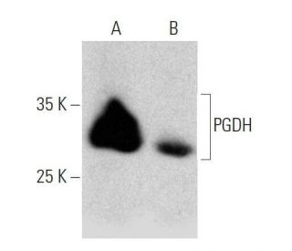 PGDH Antibody (H-3) - Western Blotting - Image 358674 