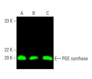 PGE synthase Antibody (A-3) - Western Blotting - Image 387264 