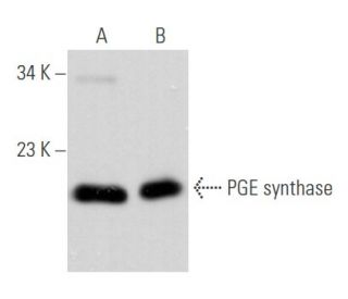 PGE synthase Antibody (B-6) - Western Blotting - Image 356647 