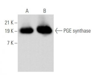 PGE synthase Antibody (H-3) - Western Blotting - Image 356651 