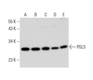 PGLS Antibody (B-10) - Western Blotting - Image 325198 