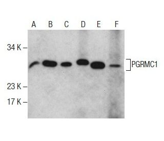 PGRMC1 Antibody (12B7) - Western Blotting - Image 285457 