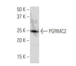 PGRMC2 Antibody (134.6) - Western Blotting - Image 34274 