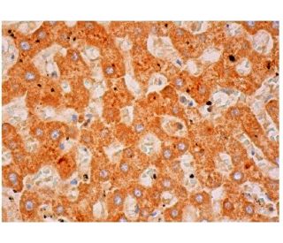PGRP-L Antibody (A-5) - Immunohistochemistry - Image 312085 