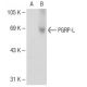PGRP-L Antibody (A-5) - Western Blotting - Image 109554