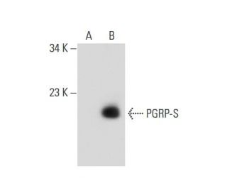 PGRP-S Antibody (G-1) - Western Blotting - Image 139090
