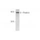 Phakinin Antibody (D-7) - Western Blotting - Image 290824