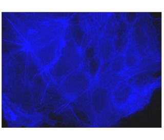 Phalloidin CruzFluor&trade; 350 Conjugate: sc-363789. Fluorescence staining of formalin-fixed HepG2 cells showing F-actin 