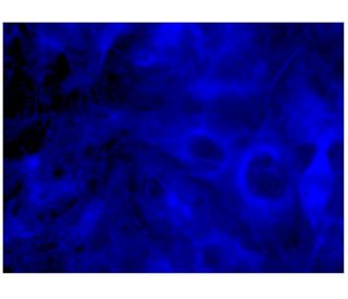 Phalloidin CruzFluor&trade; 405 Conjugate: sc-363790. Fluorescence staining of formalin-fixed HepG2 cells showing F-actin 