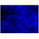 Phalloidin CruzFluor™ 405 Conjugate: sc-363790. Fluorescence staining of formalin-fixed HepG2 cells showing F-actin 