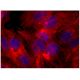 Phalloidin CruzFluor™ 555 Conjugate: sc-363794. Fluorescence staining of formalin-fixed HepG2 cells showing F-actin