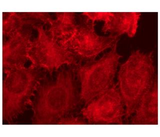 Phalloidin CruzFluor&trade; 594 Conjugate: sc-363795. Fluorescence staining of formalin-fixed HeLa cells showing F-actin s 