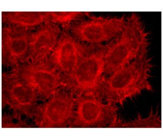 Phalloidin CruzFluor&trade; 633 Conjugate: sc-363796. Fluorescence staining of formalin-fixed HeLa cells showing F-actin stainin 