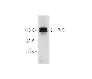 PHC1 Antibody (D-10) - Western Blotting - Image 290904