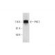 PHC1 Antibody (D-10) - Western Blotting - Image 290904